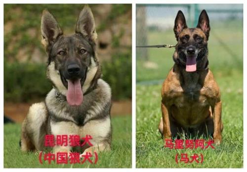 重庆禁养犬种2020