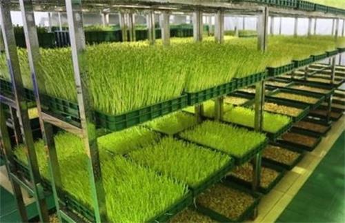 芽苗菜种植方法