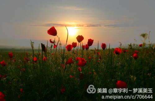 永不凋谢的红花剧情介绍