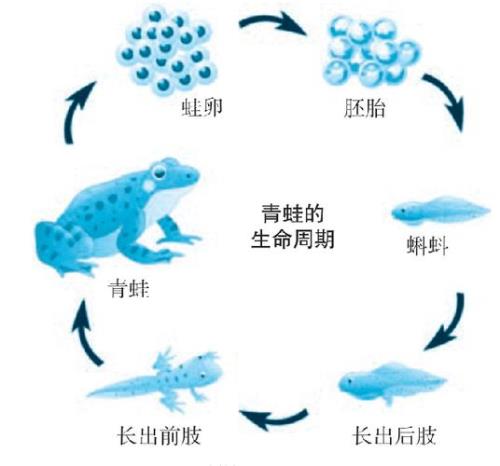 青蛙产卵蝌蚪变青蛙的过程
