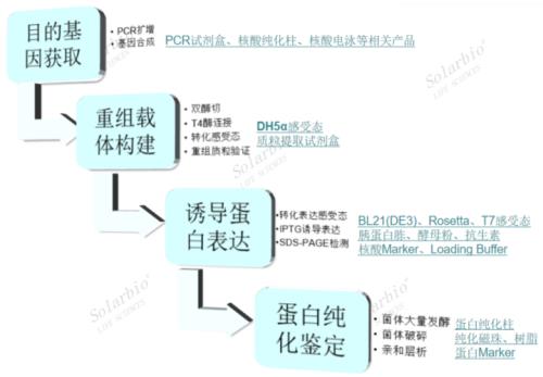 什么是重组蛋白