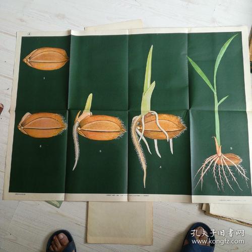 根是由种子中的什么发育而来的