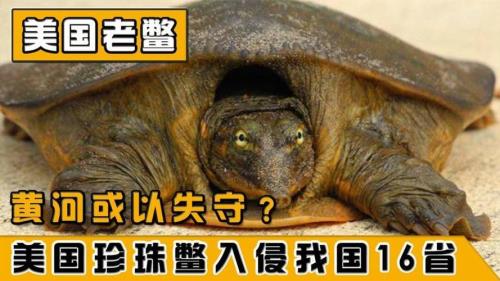 佛罗里达鳖为什么不能吃