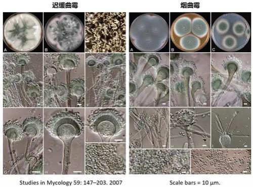 发霉的是什么菌