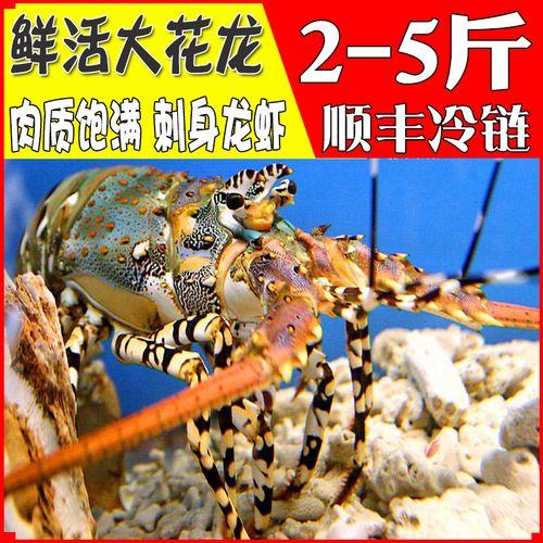 澳洲大龙虾和小青龙区别