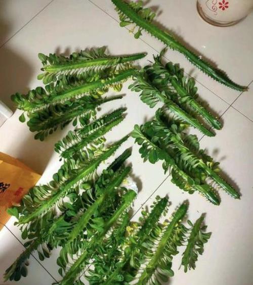 巴西龙骨放在书房阴凉处养好