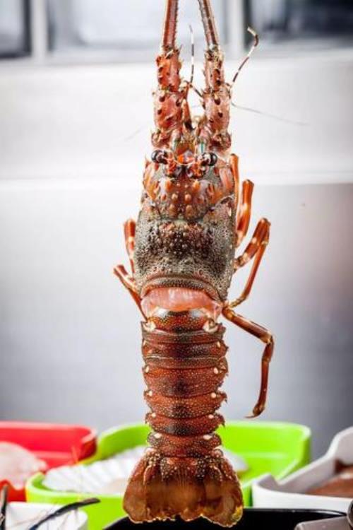 小青龙怎么挑选