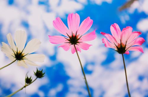 格桑花花语文案