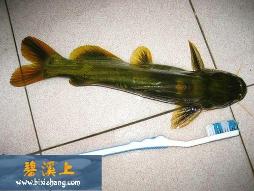 黄辣丁是否有毒