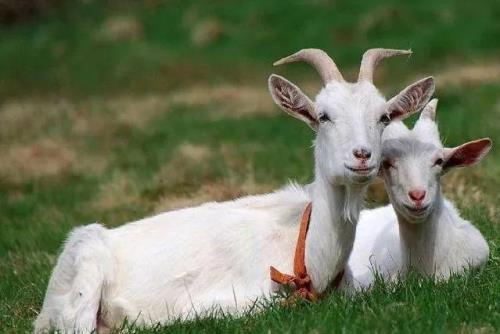 你是那只羊原唱