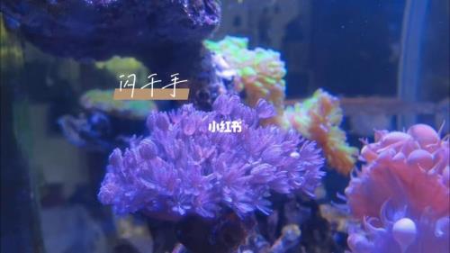 45海缸能养多少珊瑚