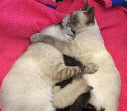 猫怀孕了还会求偶吗