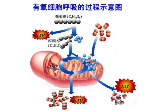 ATP水解是吸能反应还是放能反应
