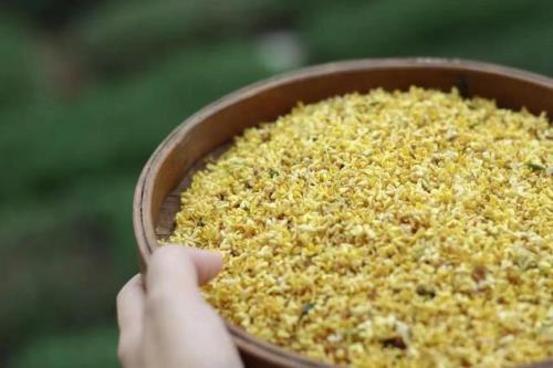 新鲜桂花怎么晒干