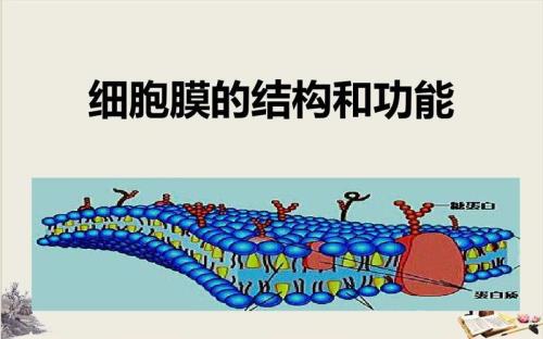 细胞膜的功能特性是什么