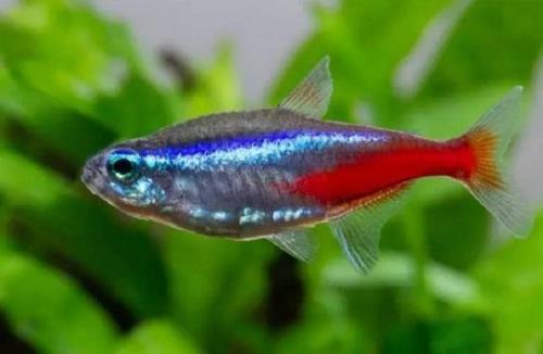 宝莲灯鱼能长多长