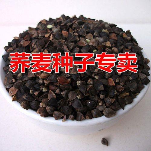 荞麦发芽的正确方法