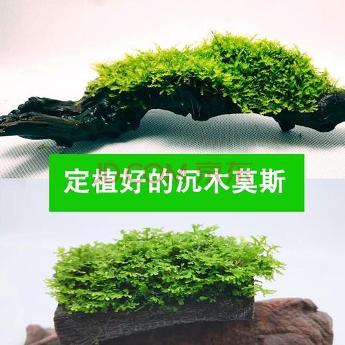 莫斯树很脏怎么办