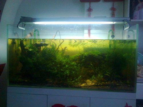 鱼爱贴着鱼缸壁游，是好现象吗