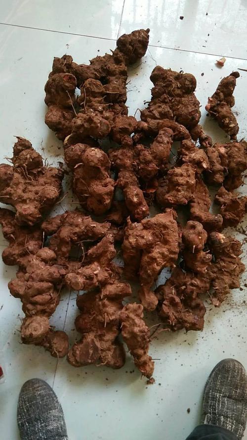 菝葜和金刚藤的区别