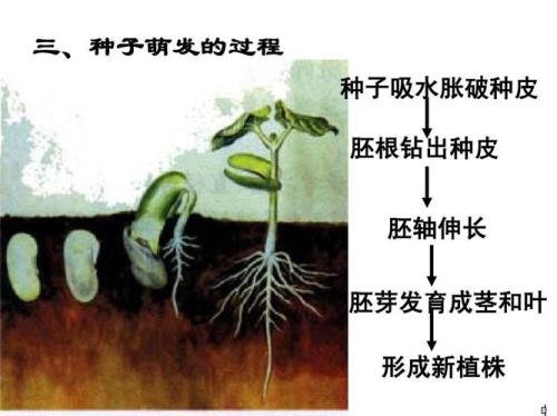 从结构中什么能发育成新植物体