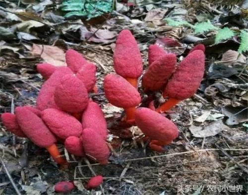 回春草可以人工种植吗