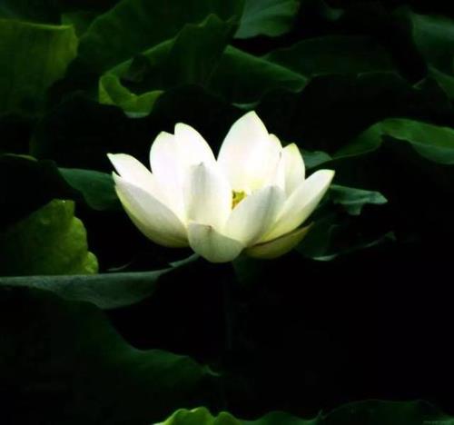 静默是什么意思