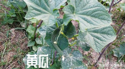 秋黄瓜为什么长得慢