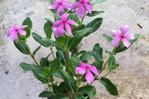 四季梅适合浅盆还是深盆