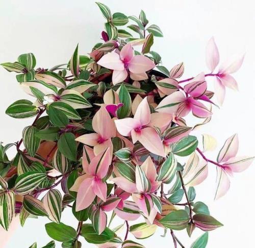 油画吊兰种植方法