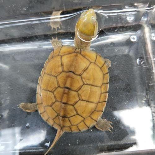 乌龟牙什么样子