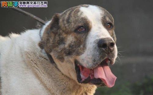阿拉拜犬与中亚犬区别
