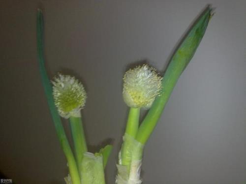 葱种开花多长时间能成熟