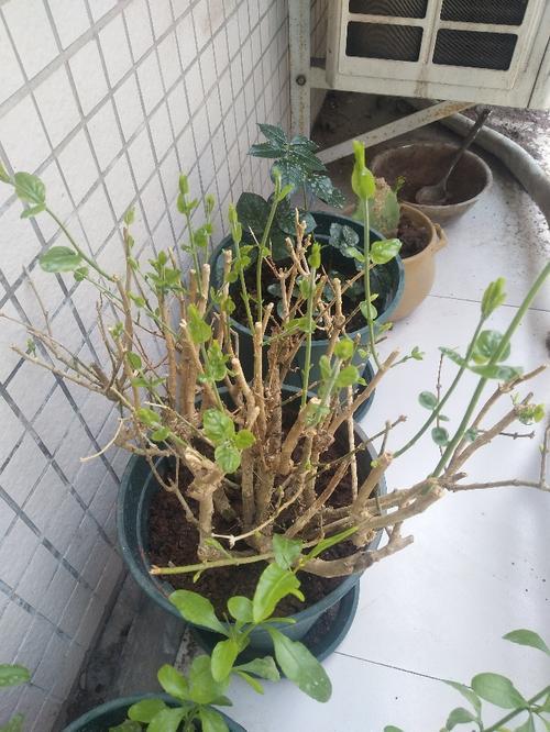 茉莉新发的芽头断了
