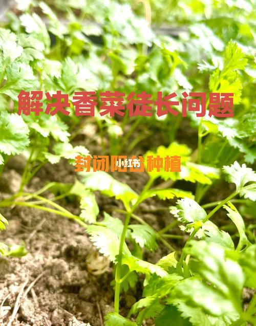 香菜最好在几月种
