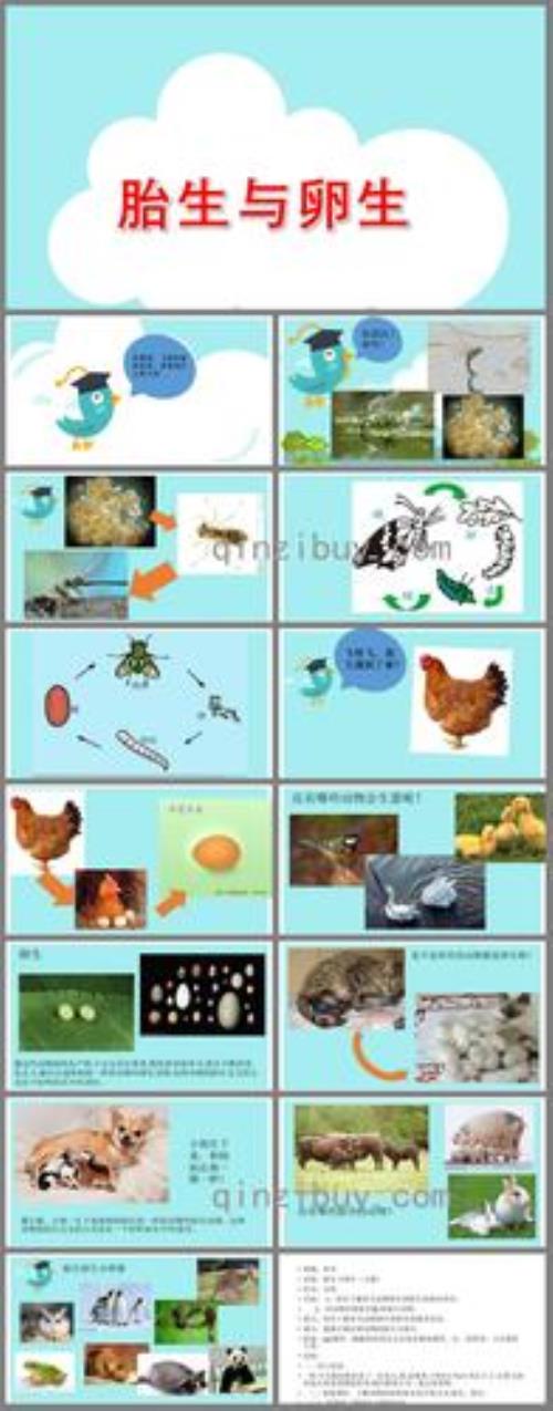 胎生和卵生的基本区别