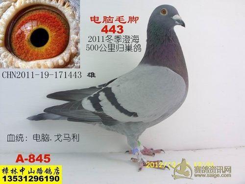 鸽子毛脚遗传规律