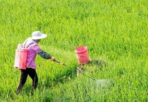 多菌灵冲施一亩地用多少合适