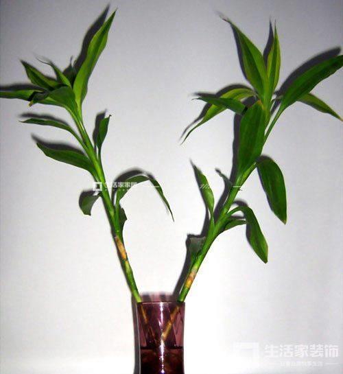 富贵竹代表什么意思