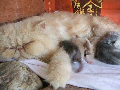 猫起窝叫多少长时间