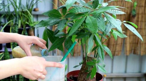 发财树扦插方法