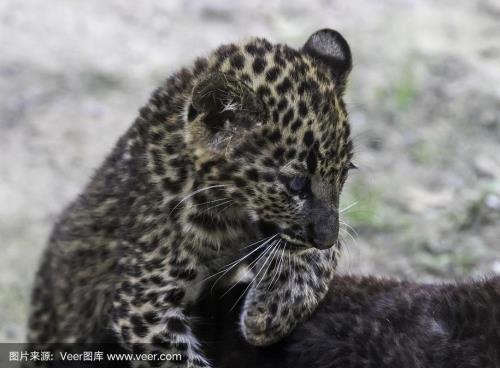 什么的豹子填空形容词