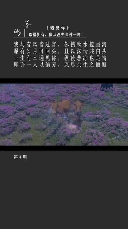 我与风皆过客啥意思