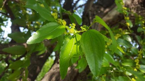 枣花树叶子形状