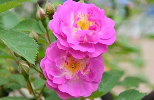 蔷薇花的花语