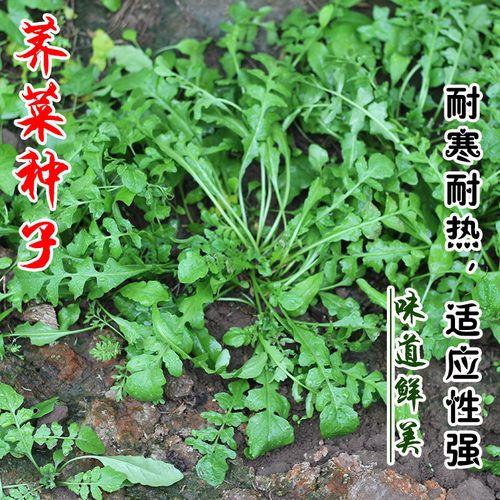 什么时候撒荠菜种子