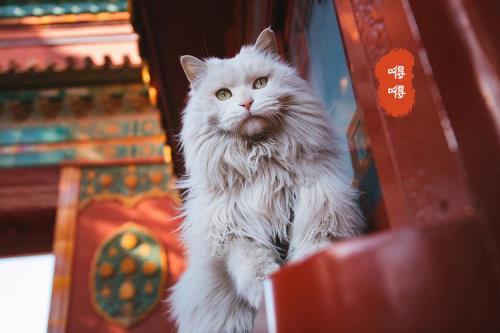 故宫猫帕帕是公猫吗