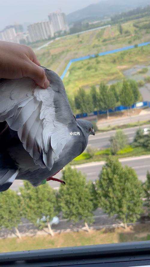 鸽子首次怎么放飞