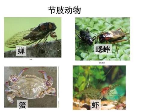 节肢动物的主要特征