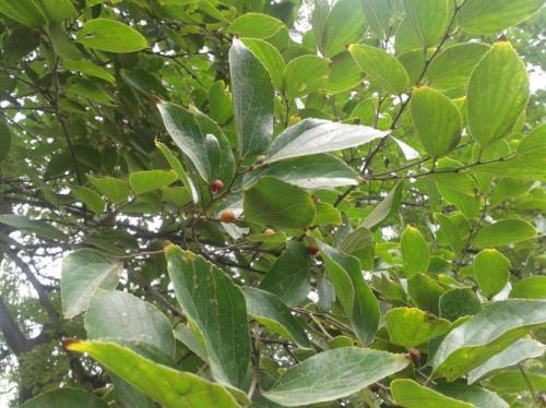 榉树和朴树的区别有哪些